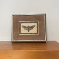 Death's-Head Hawk Moth Print