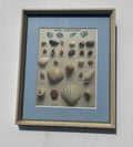 Shell Types Print