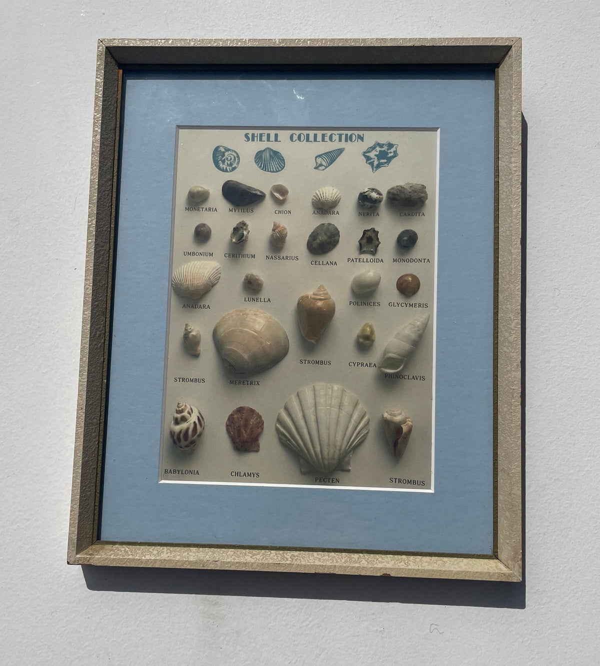 Shell Types Print