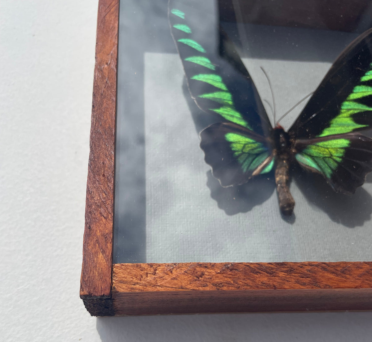 Rajah Brooke's Birdwing Butterfly Specimen