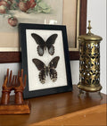 Framed Scarlet Mormons Butterflies