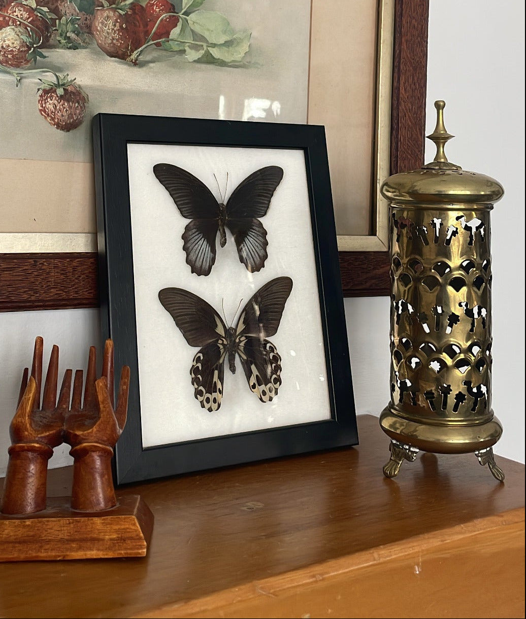 Framed Scarlet Mormons Butterflies