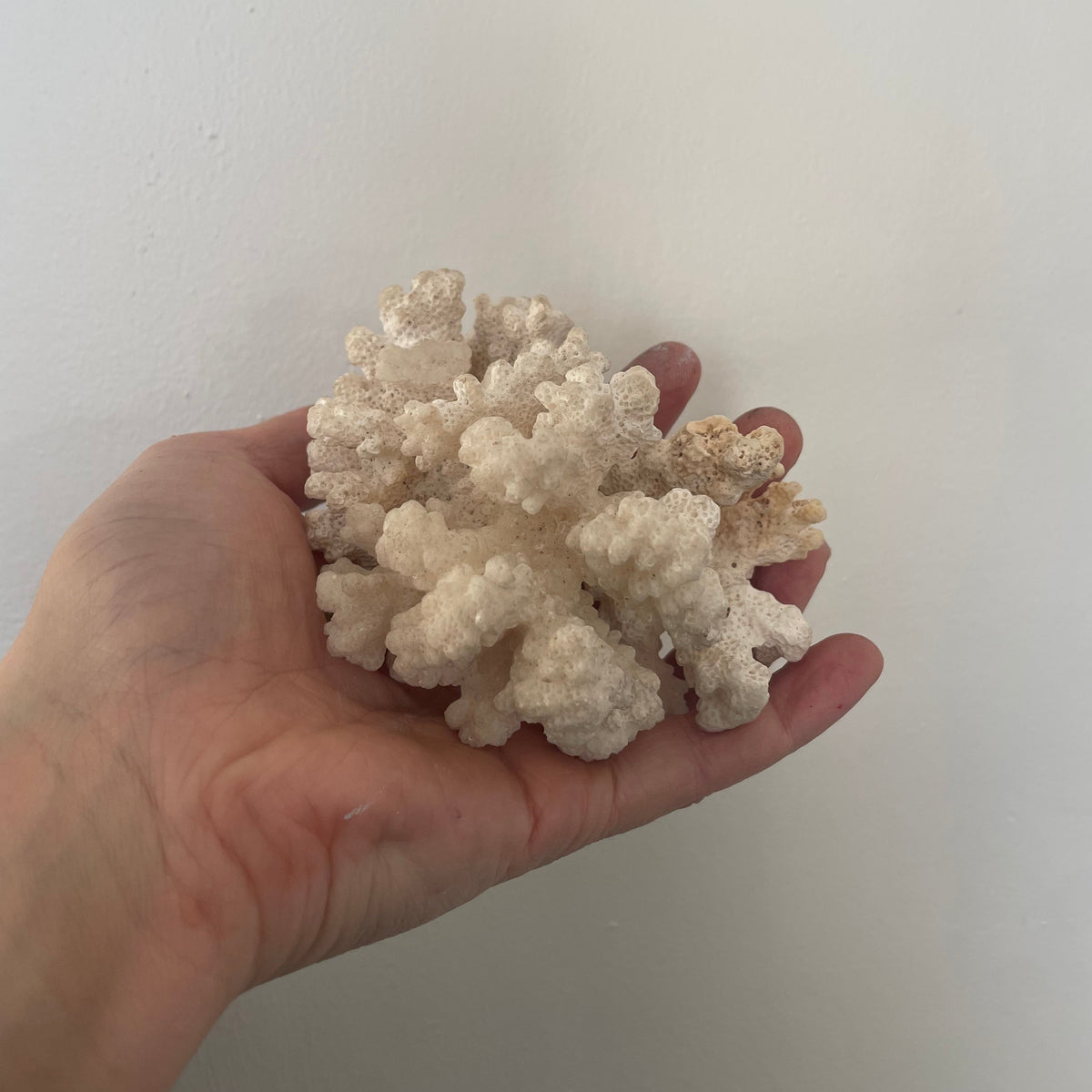 Coral Specimen