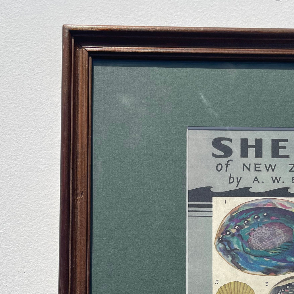 Shells of New Zealand Print