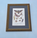 Antique Hawkmoth Lithograph