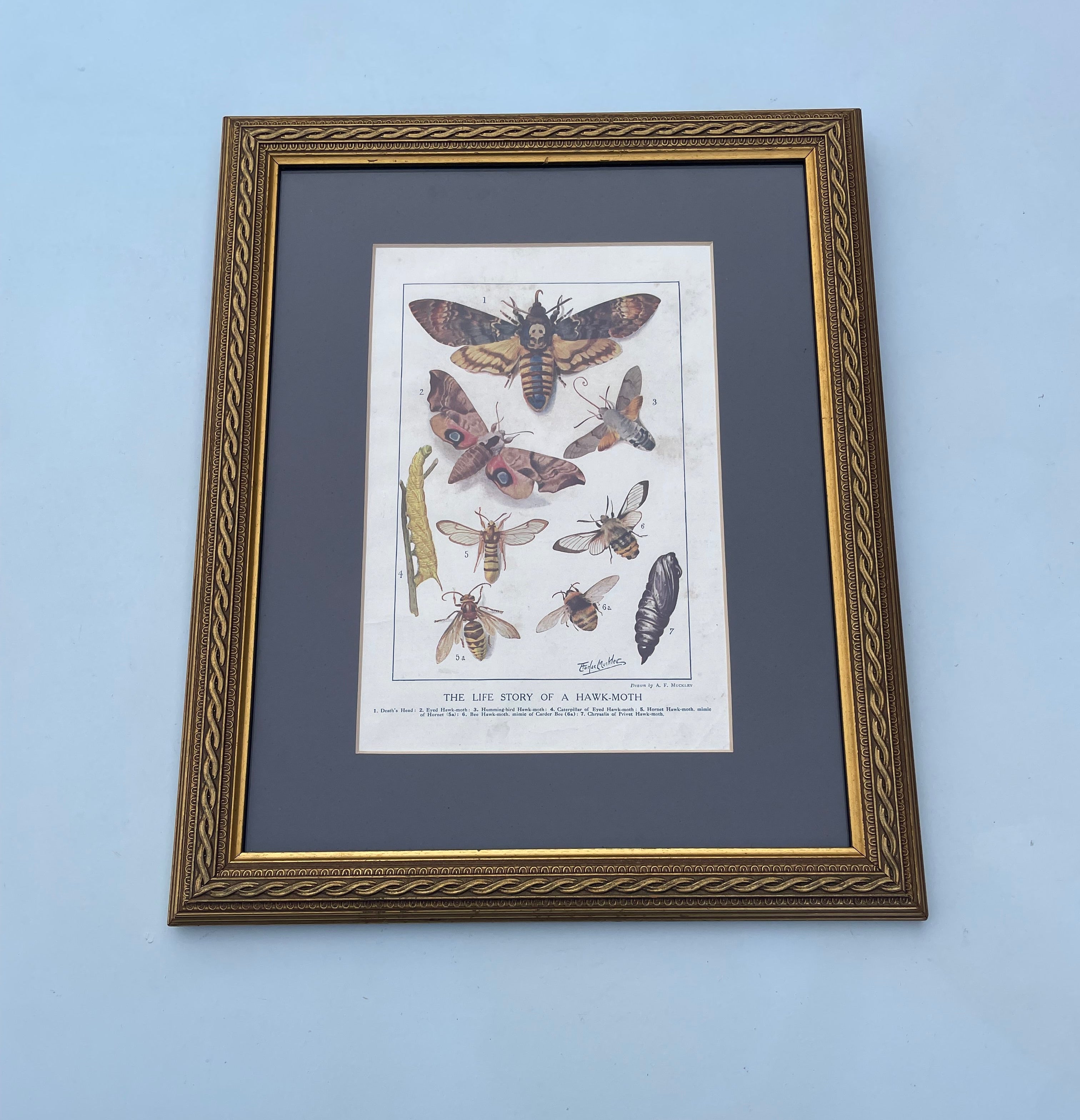 Antique Hawkmoth Lithograph