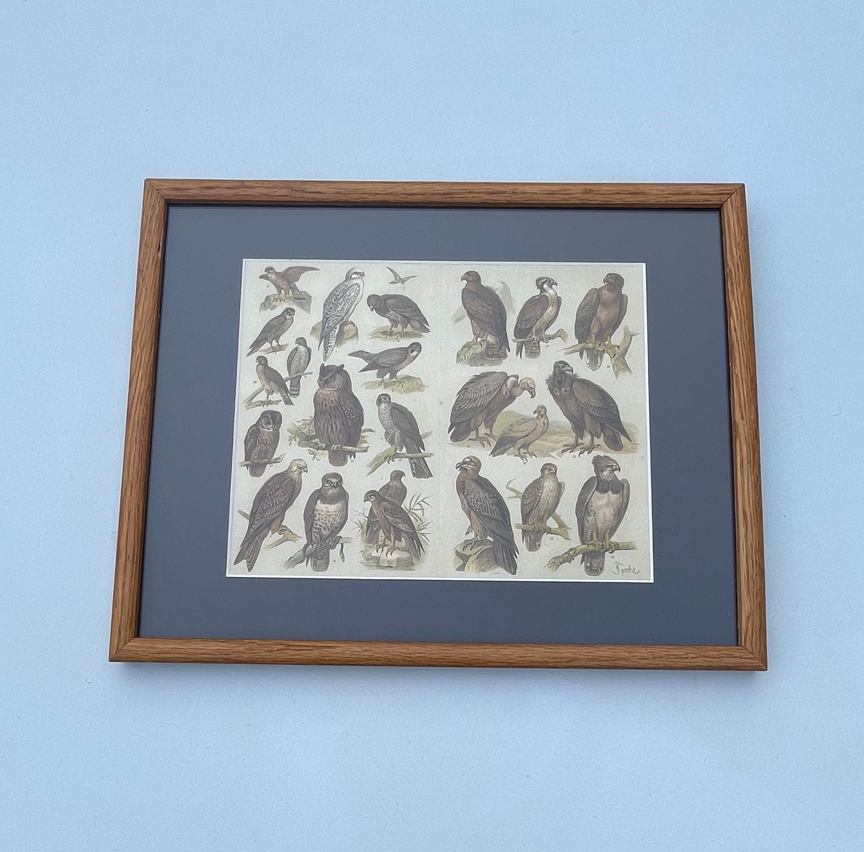Antique Owls And Vultures Lithograph