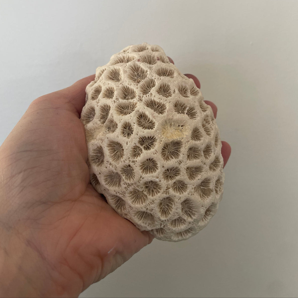 Brain Coral Specimen