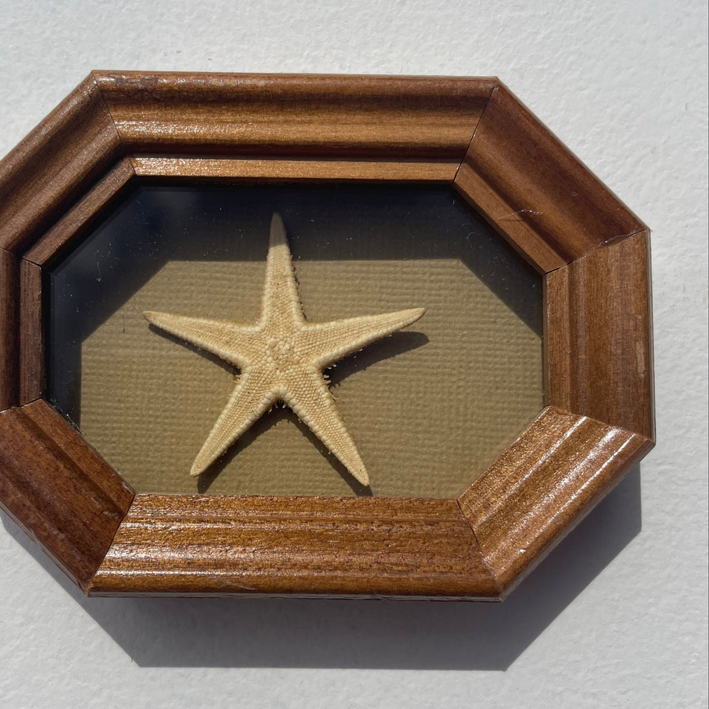 Five Arm Sea Star Starfish Mini