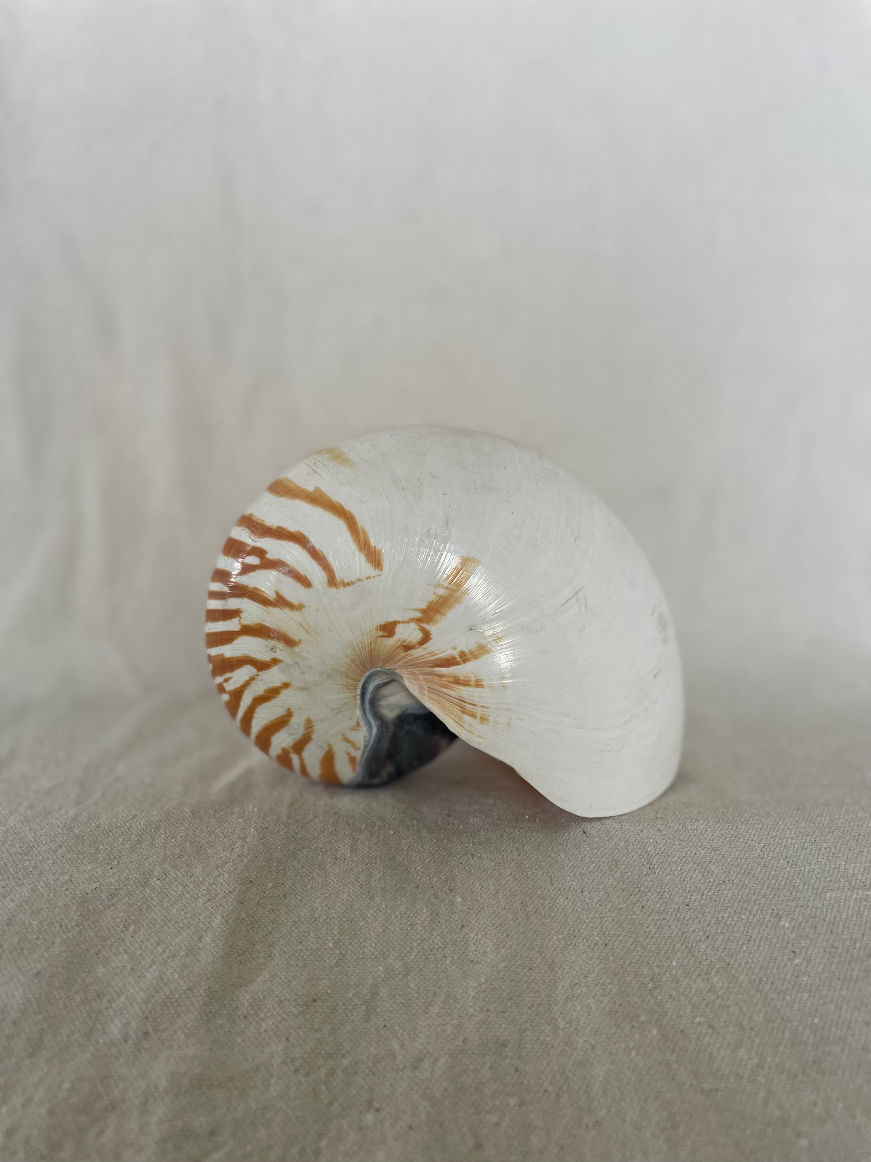 Large Stripe Nautilus Shell