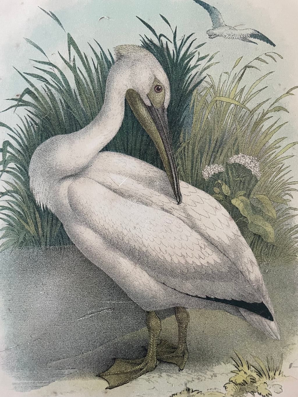 Antique White Pelican Lithograph