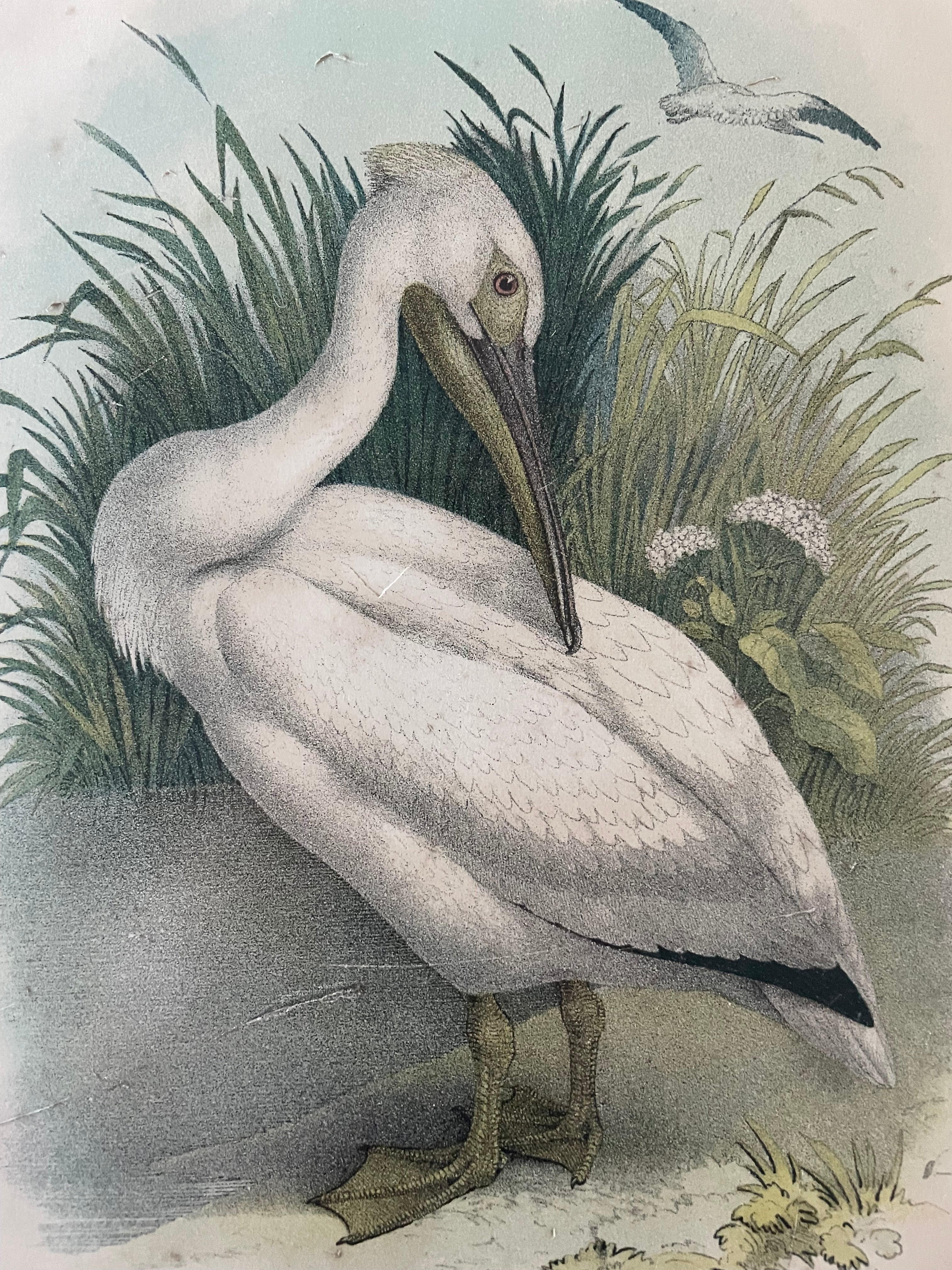 Antique White Pelican Lithograph