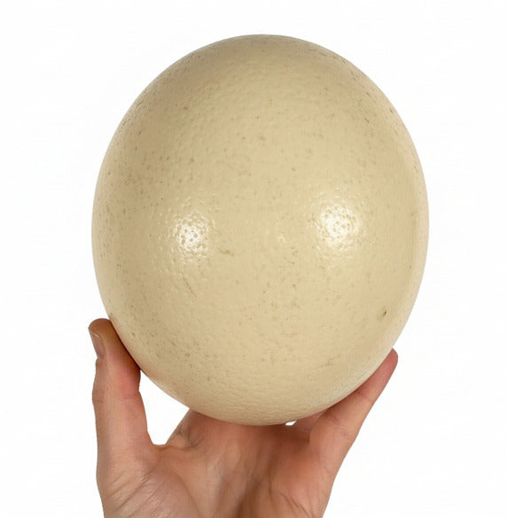 Genuine Ostrich Egg