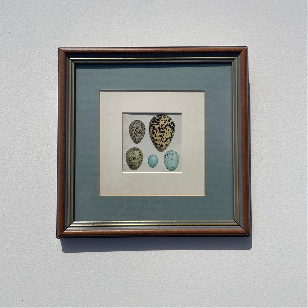 Bird Eggs Print