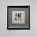 Bird Eggs Print