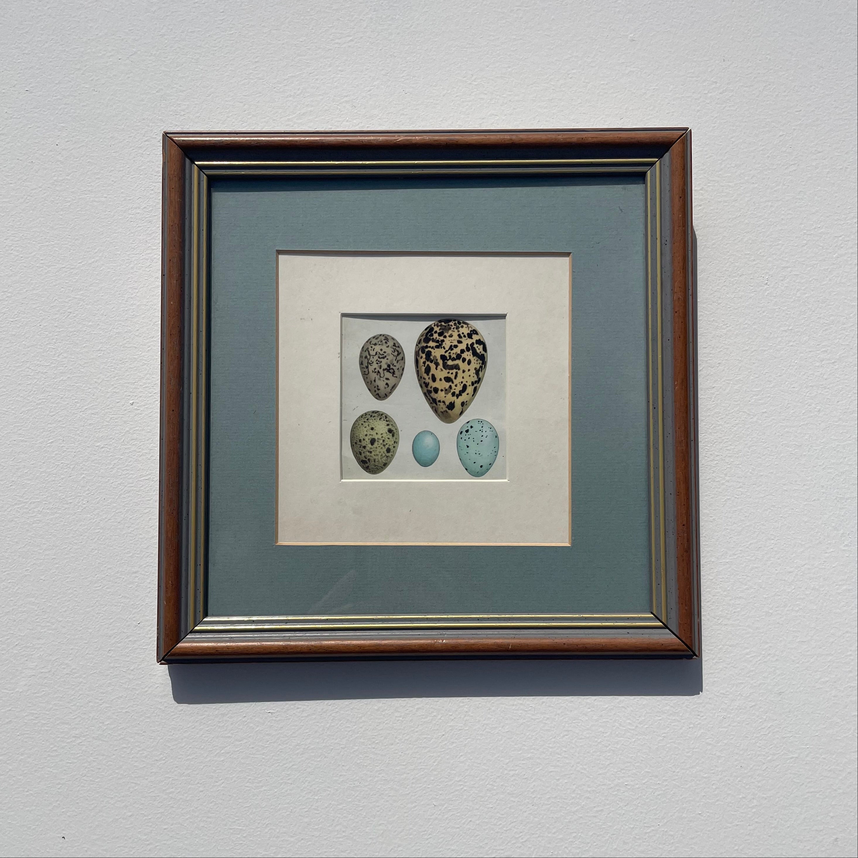 Bird Eggs Print