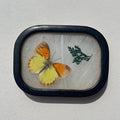 Butterfly Wing Speciman