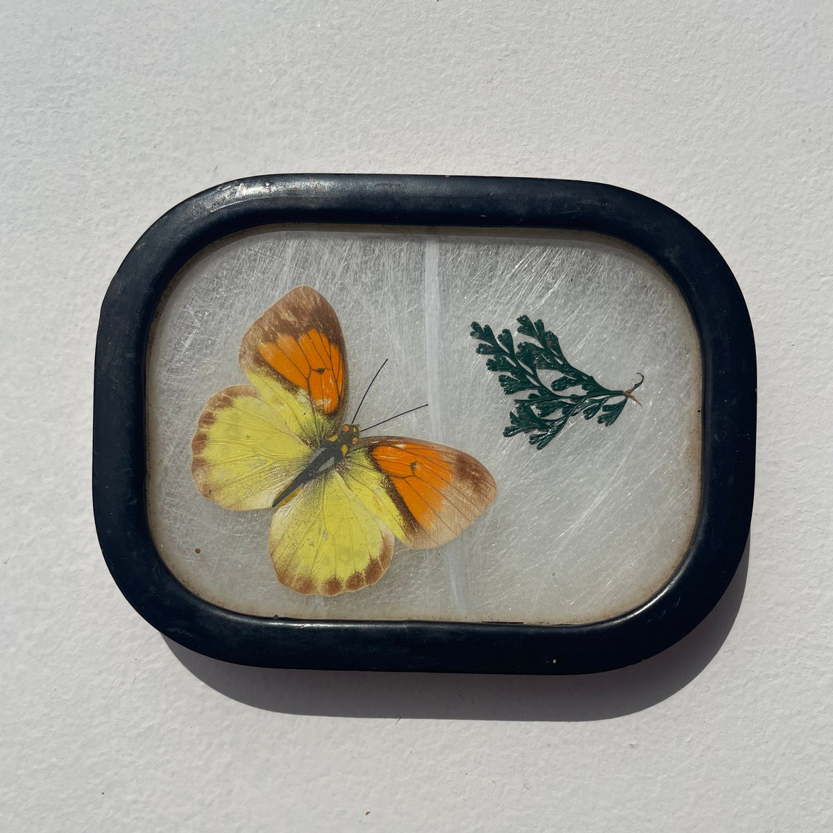 Butterfly Wing Speciman
