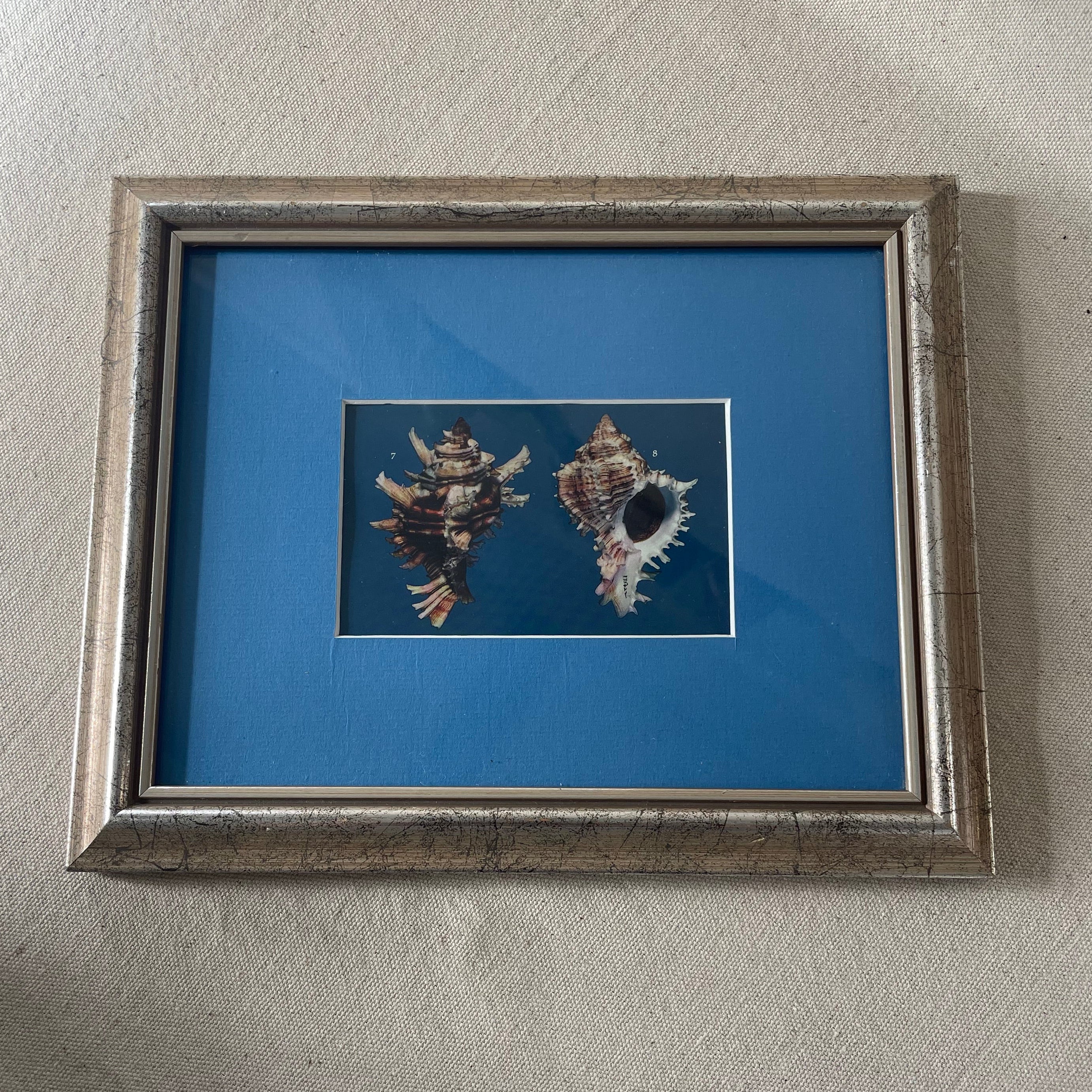 Murex Sea Snail Shell Plate