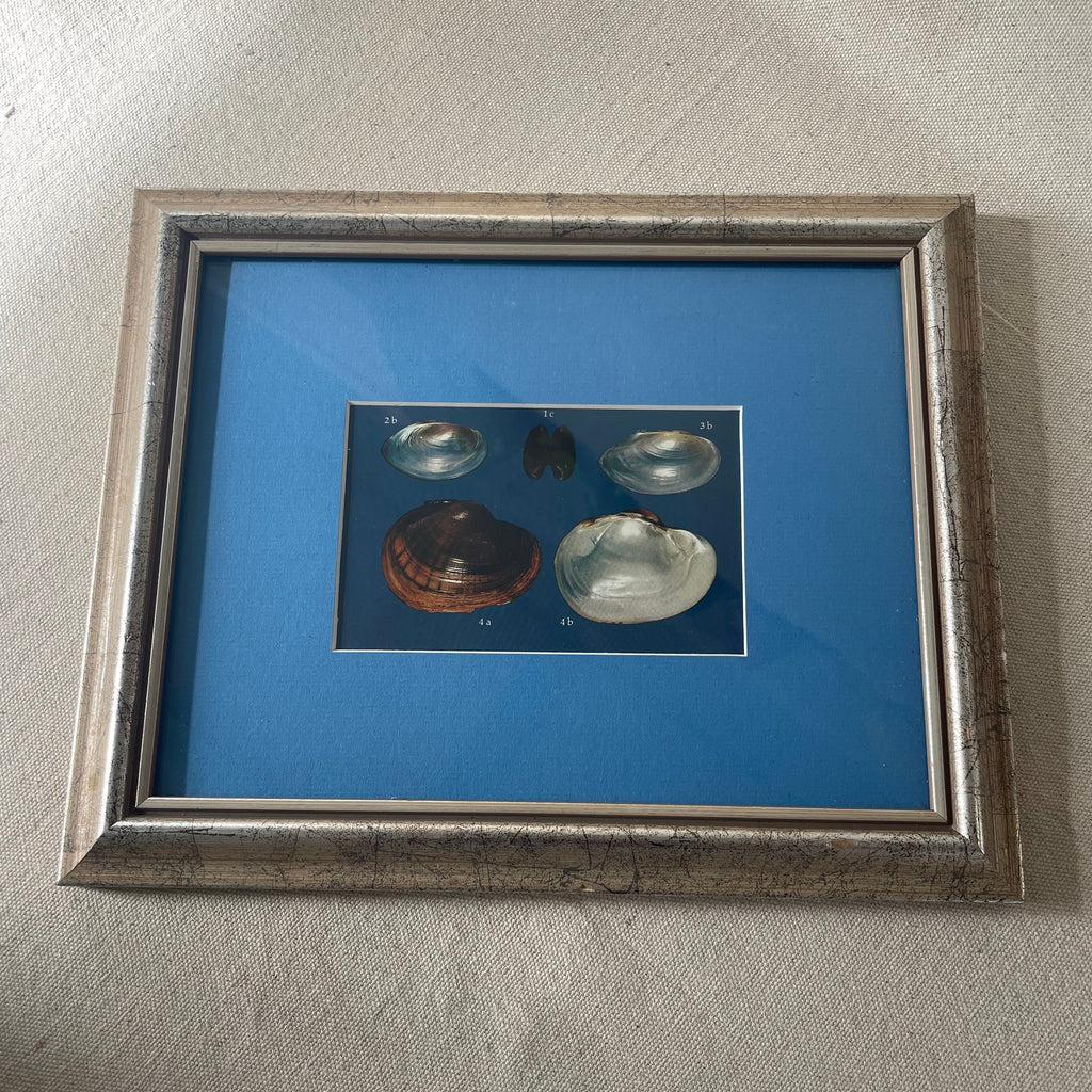 Freshwater Mussel Shell Plate