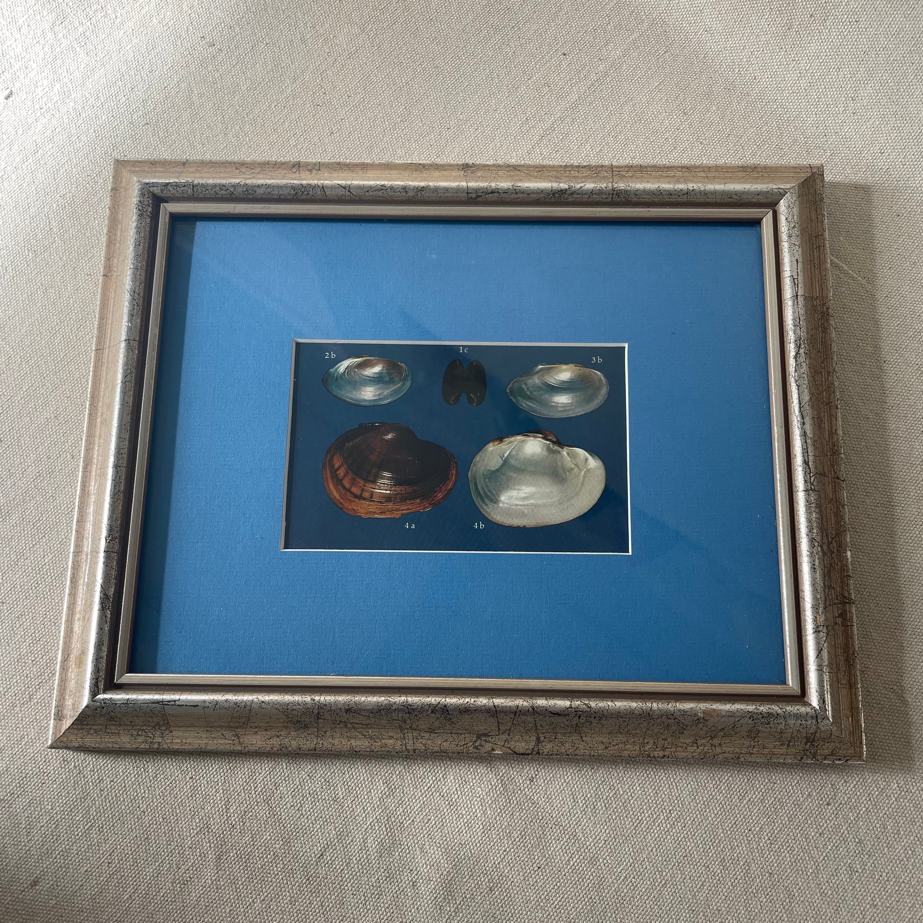 Freshwater Mussel Shell Plate
