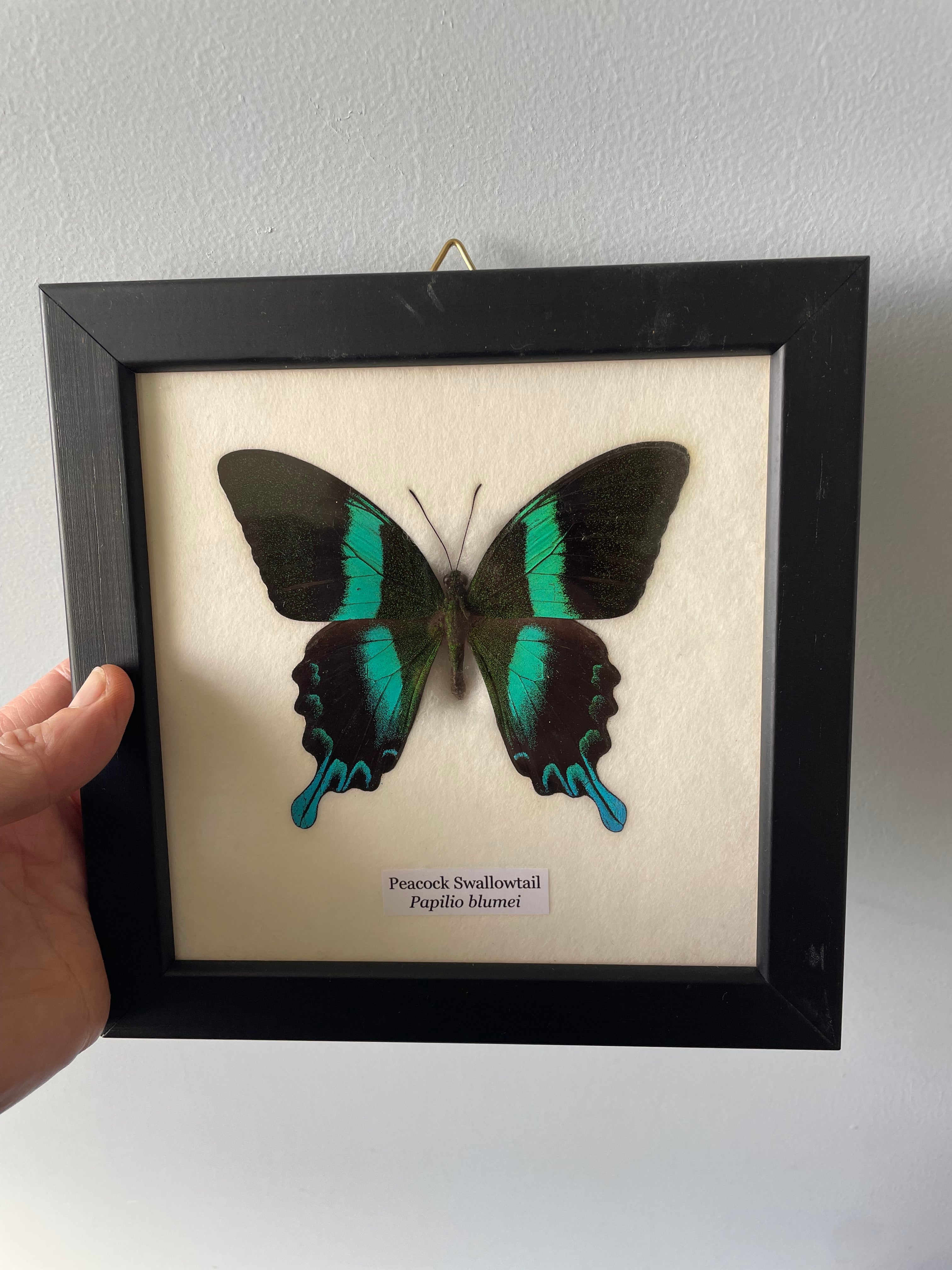 Peacock Swallowtail Papilio Blumei Butterfly Specimen
