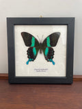Peacock Swallowtail Papilio Blumei Butterfly Specimen