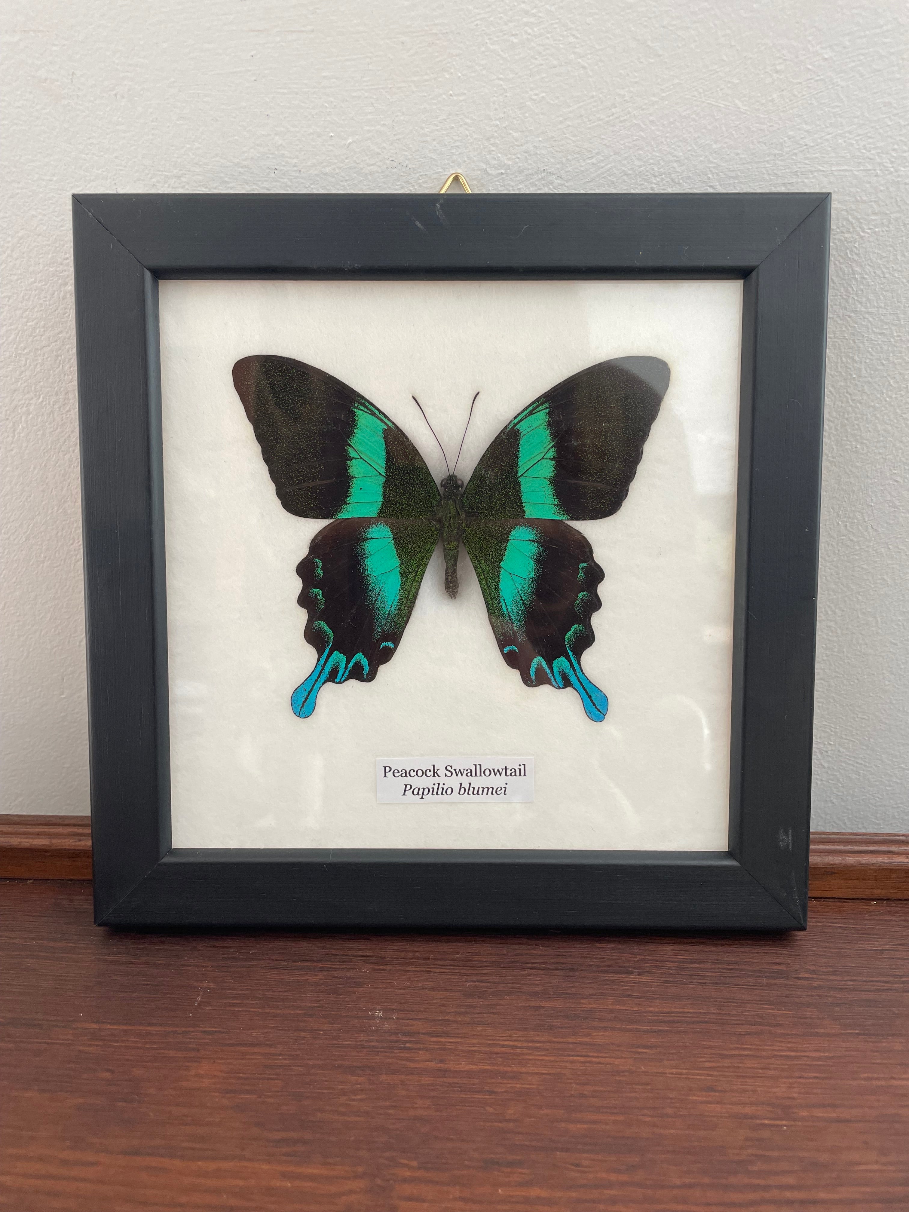 Peacock Swallowtail Papilio Blumei Butterfly Specimen