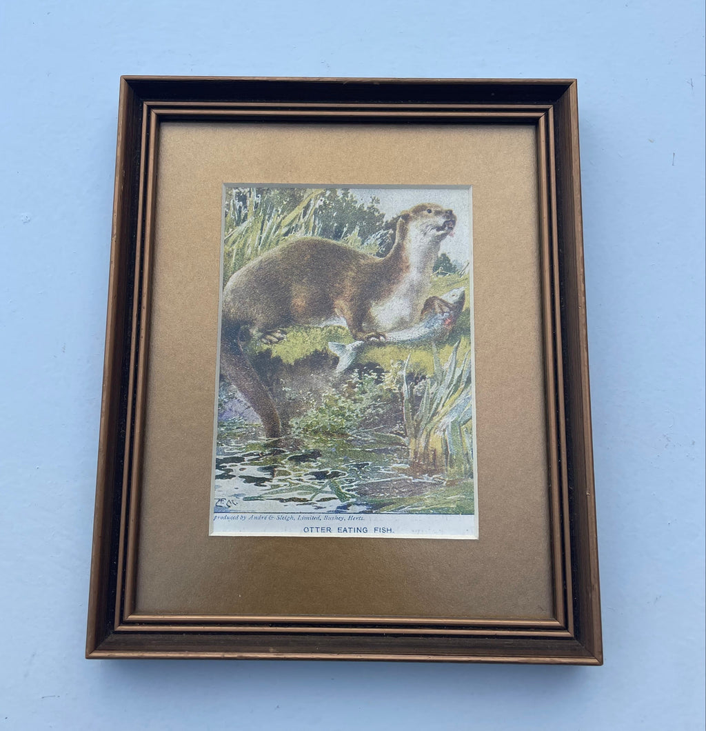 Vintage Otter Lithograph - Otter Eating Fish