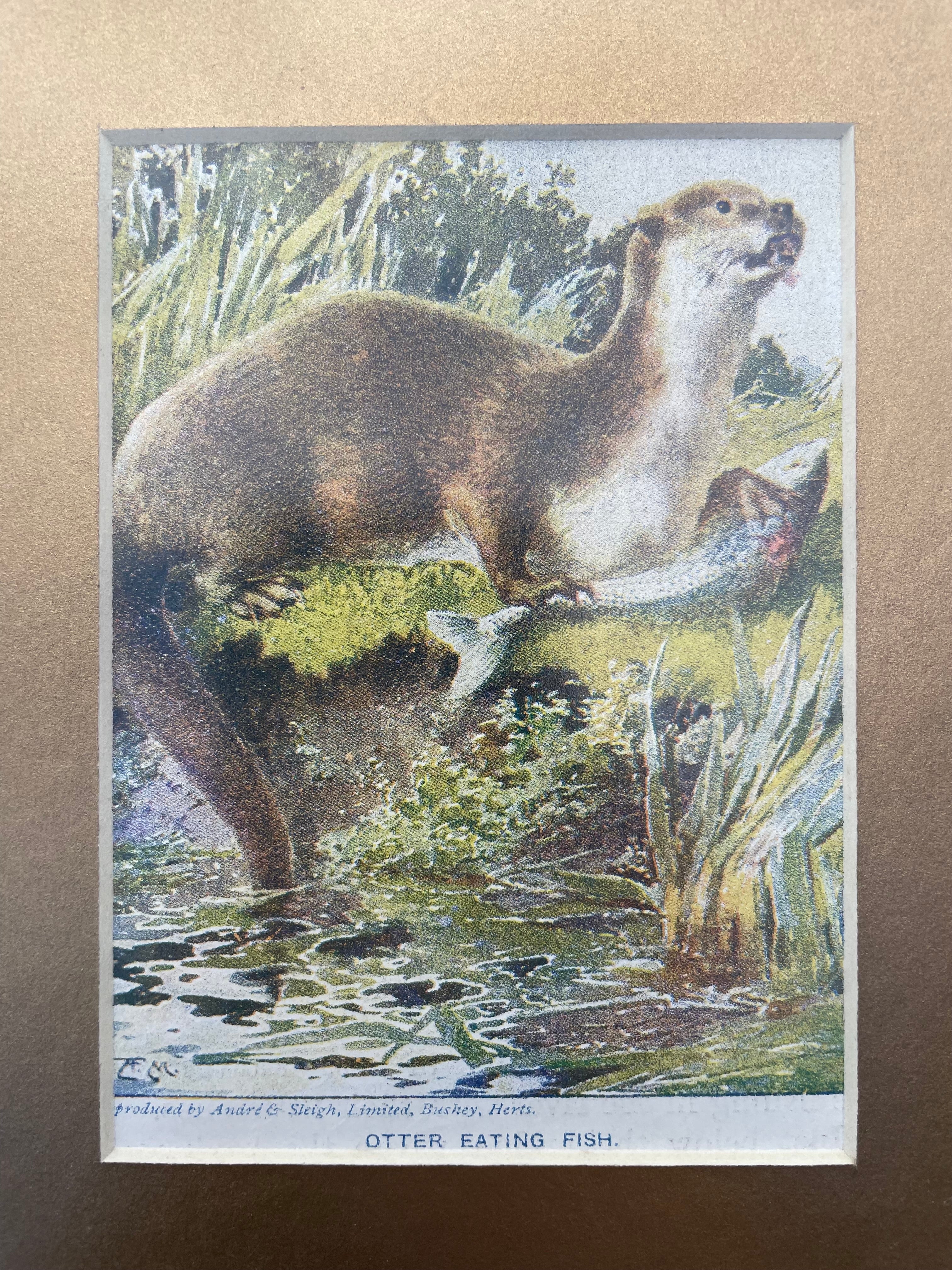 Vintage Otter Lithograph - Otter Eating Fish