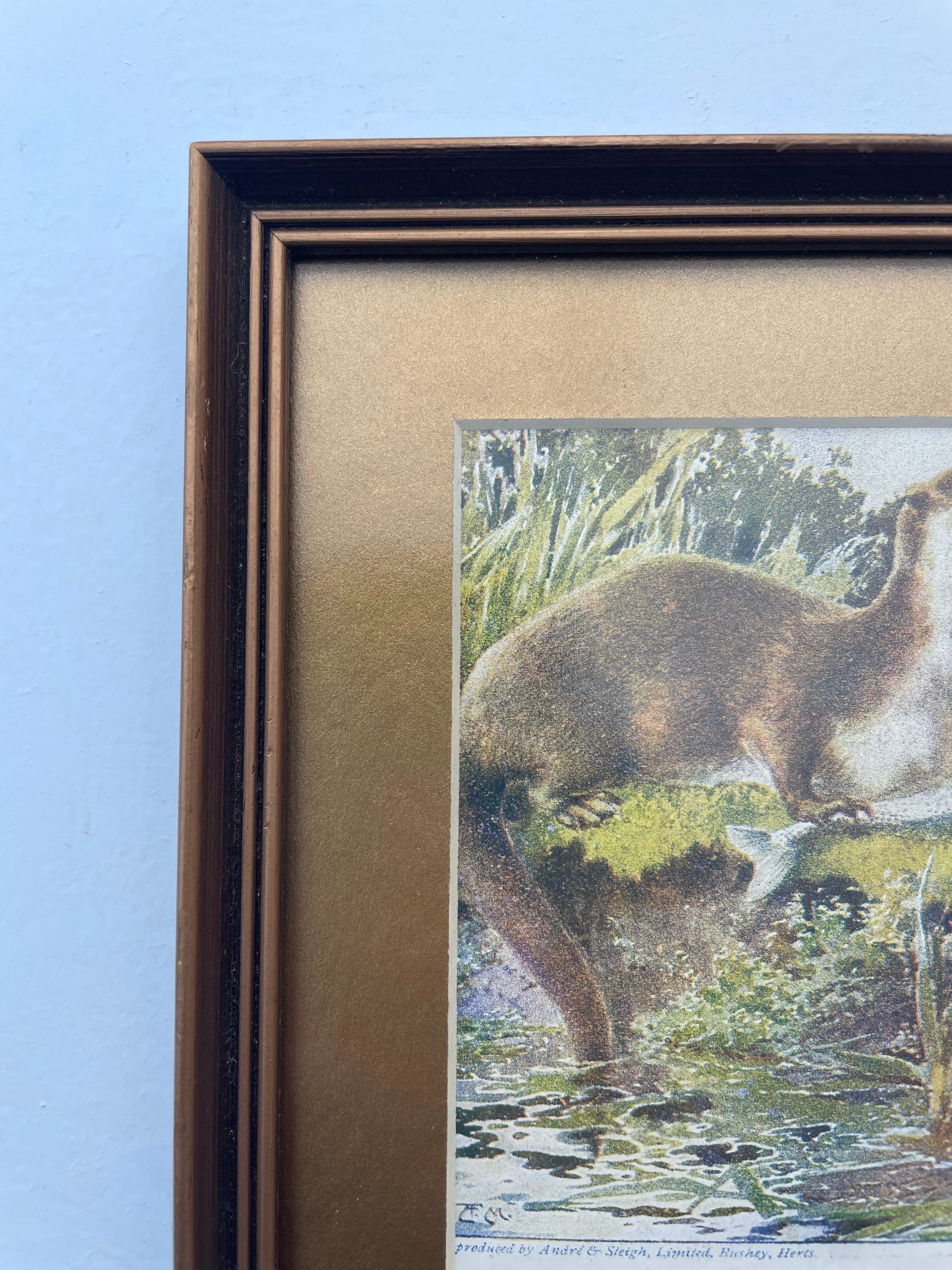 Vintage Otter Lithograph - Otter Eating Fish