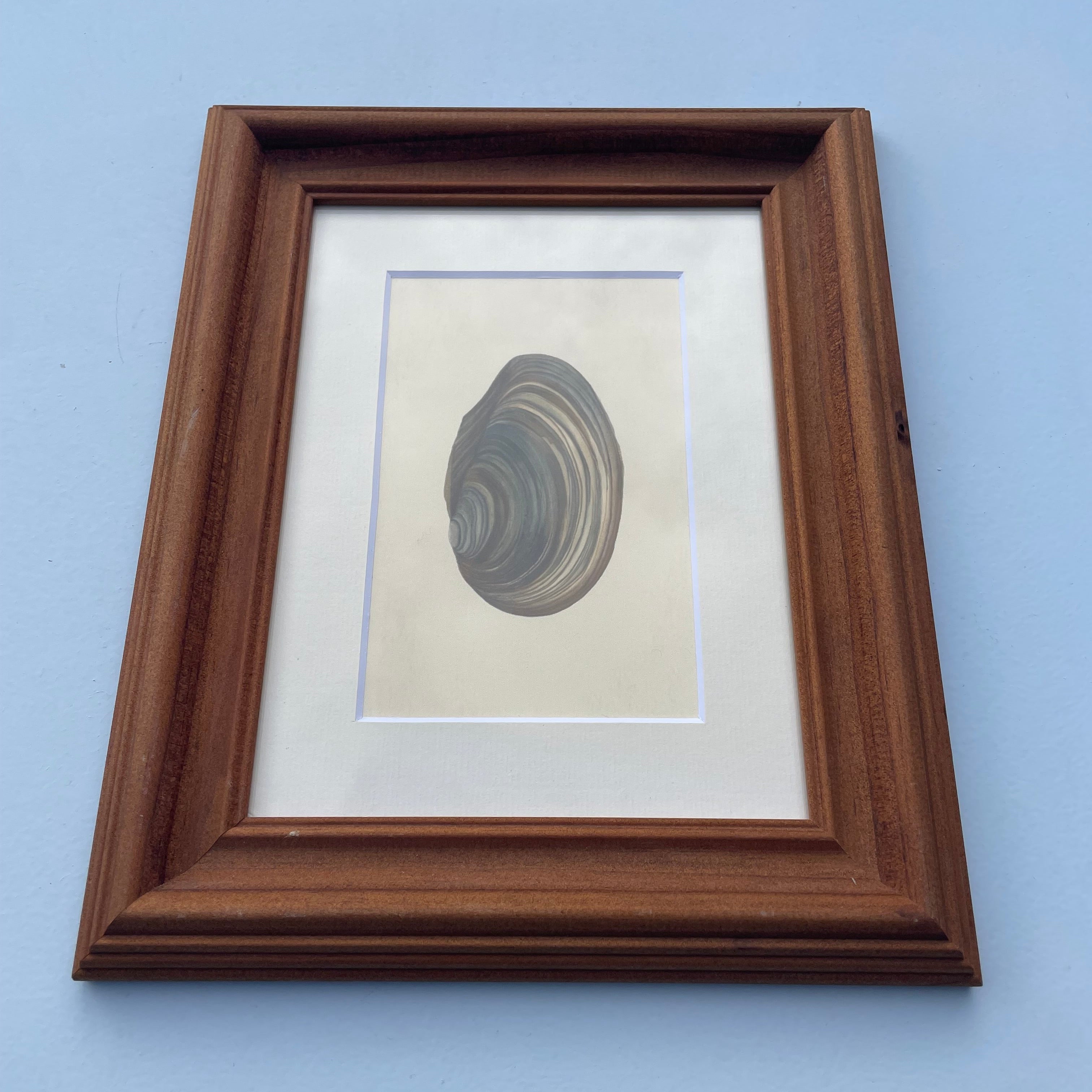 Swan Mussel Shell Print