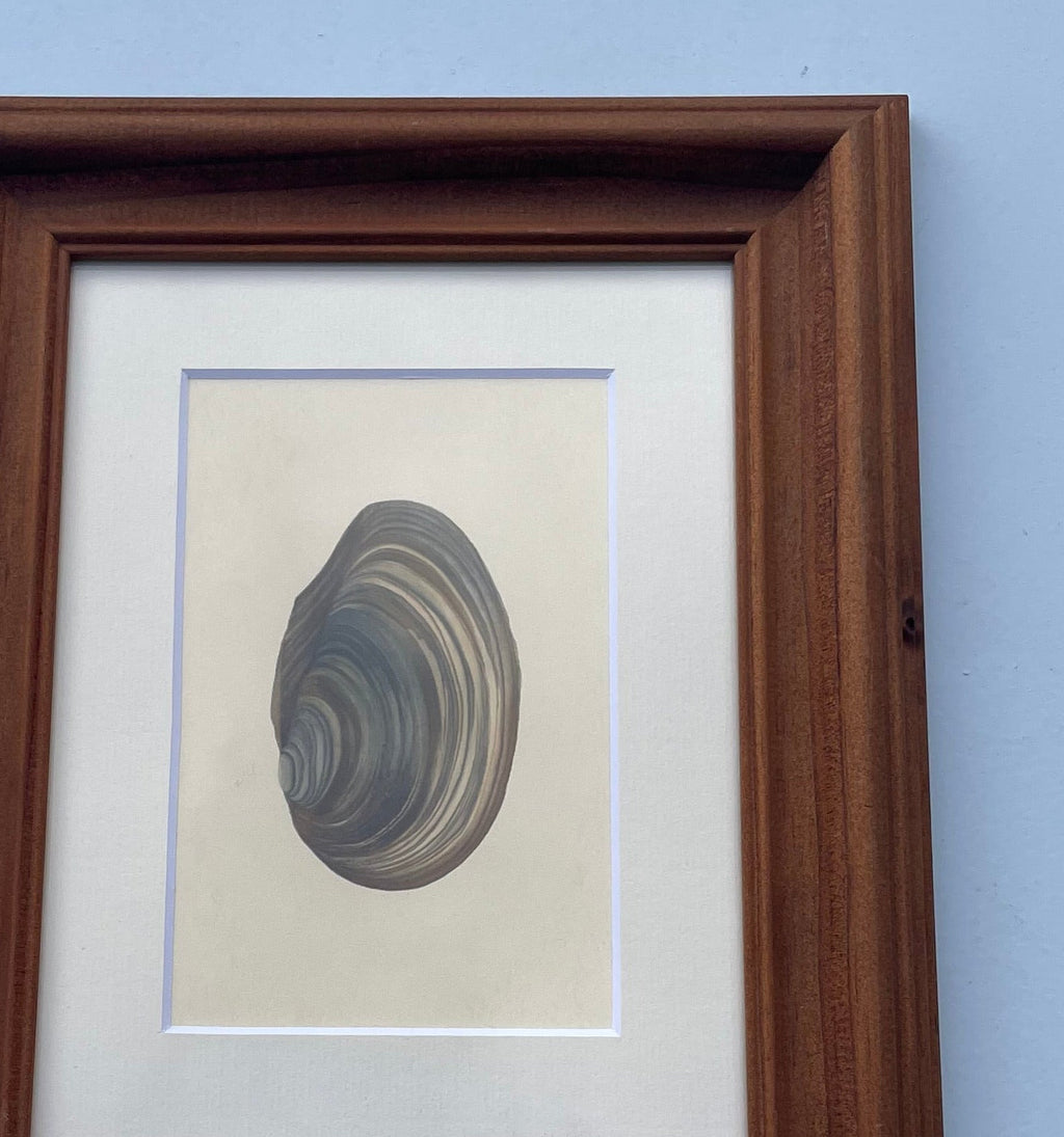 Swan Mussel Shell Print