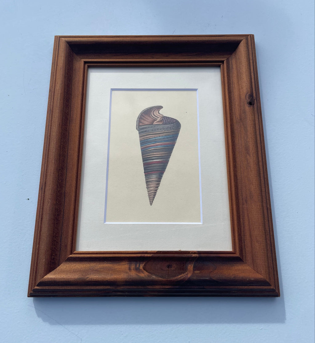 Telescope Snail Shell Print