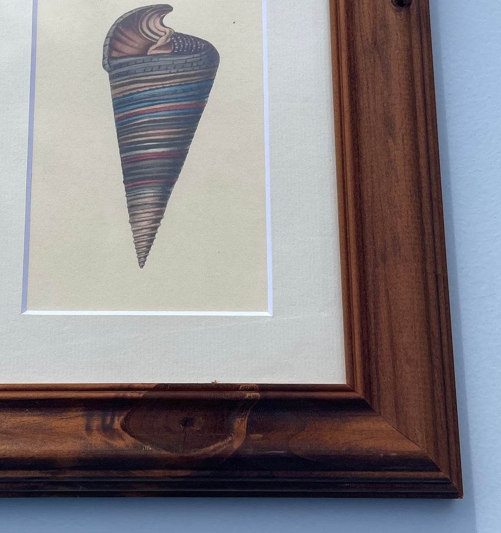 Telescope Snail Shell Print