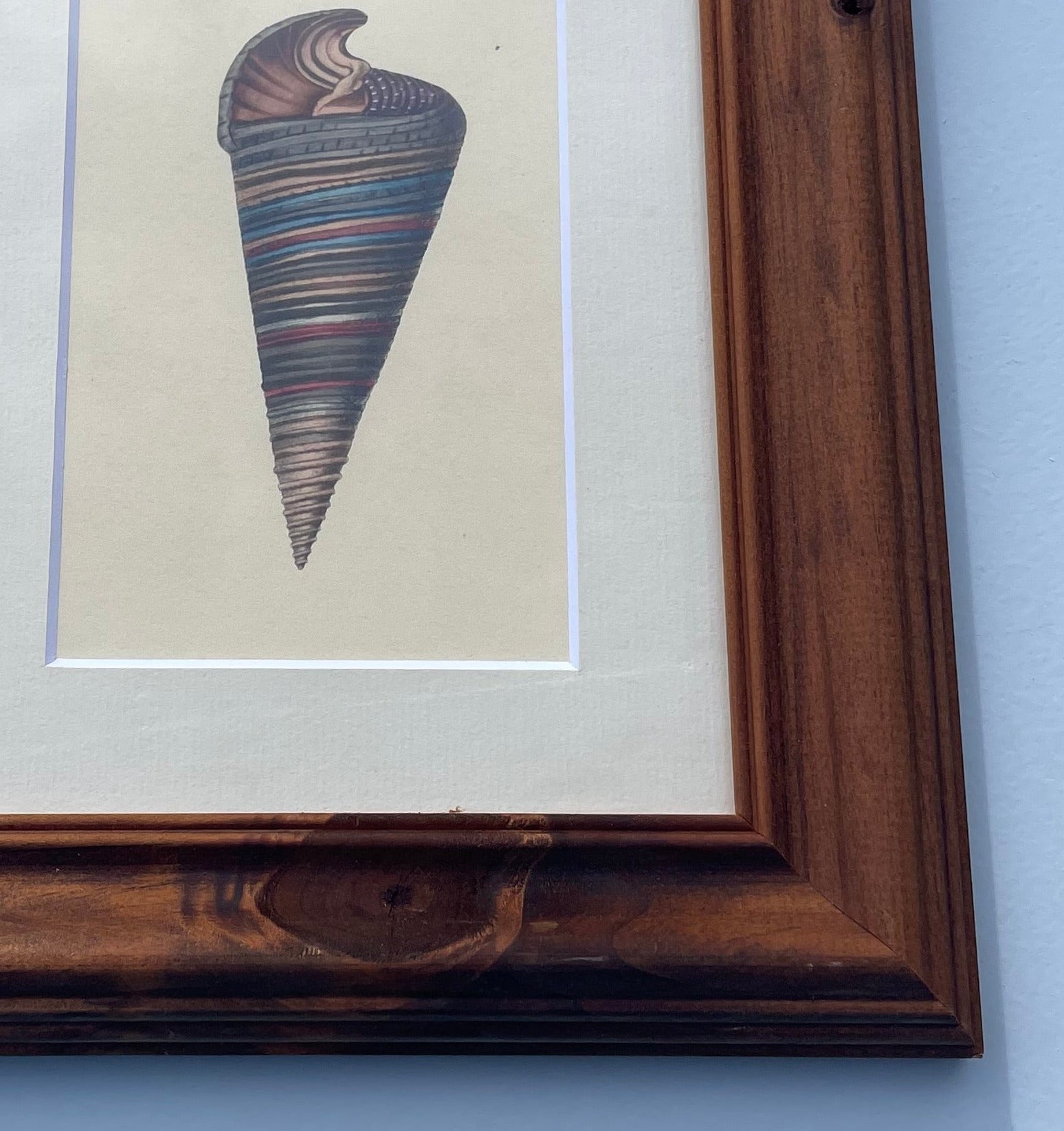Telescope Snail Shell Print