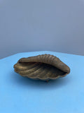 Brass Clam Shell