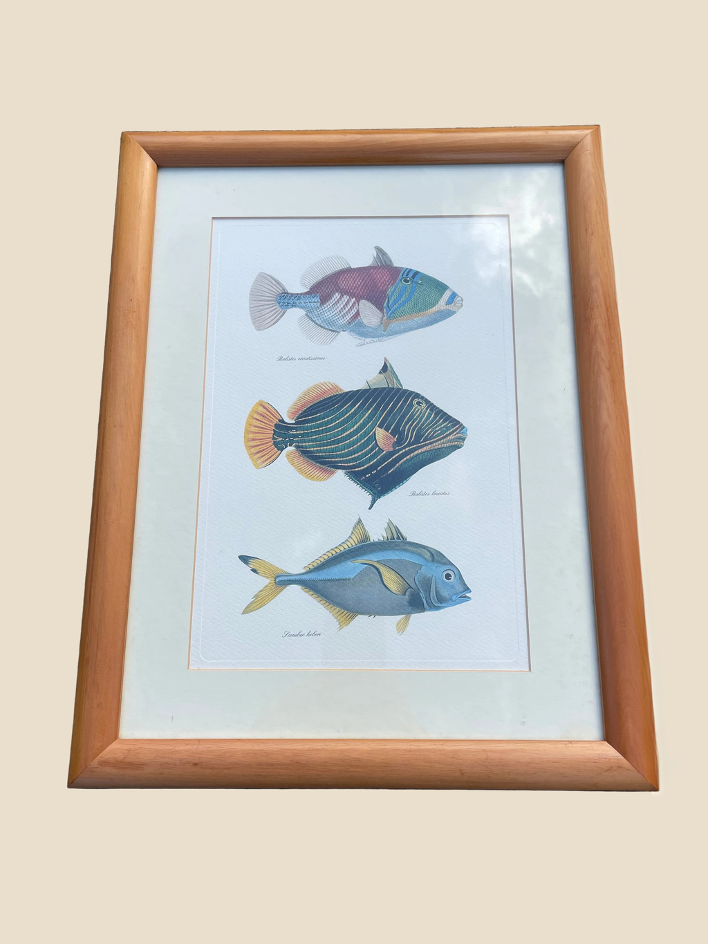 Framed Fish Print