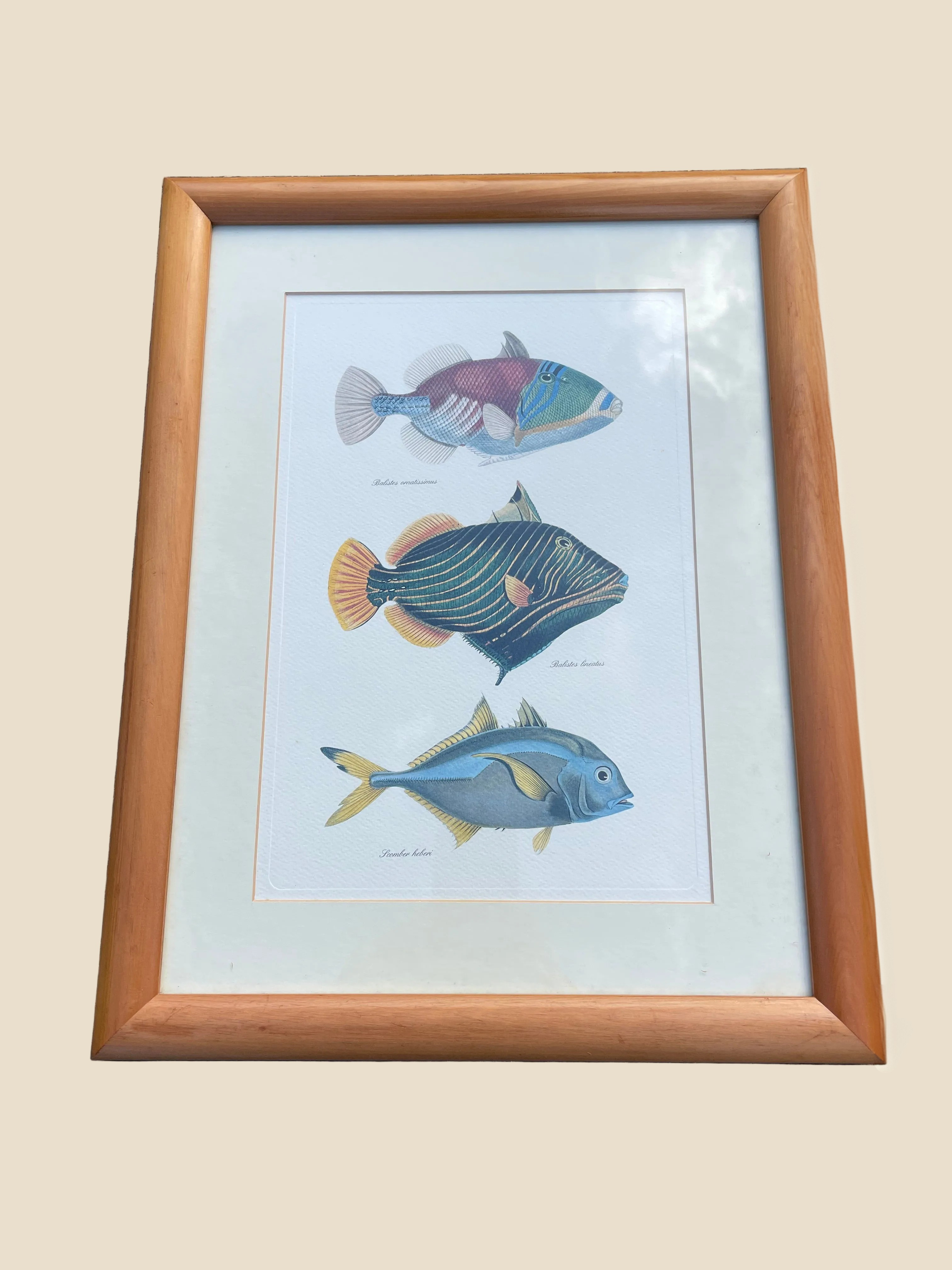 Framed Fish Print