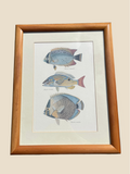 Framed Fish Print