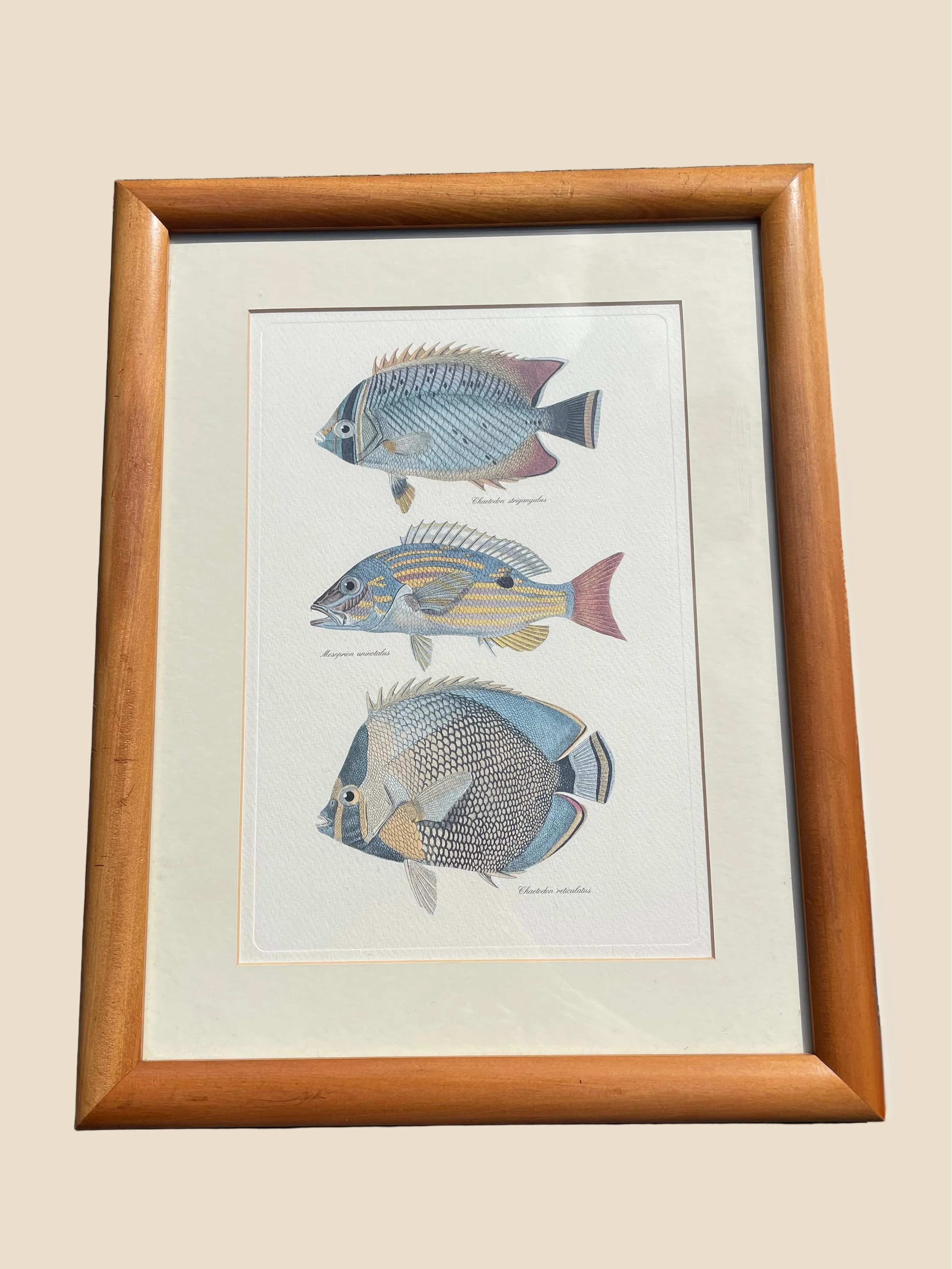 Framed Fish Print
