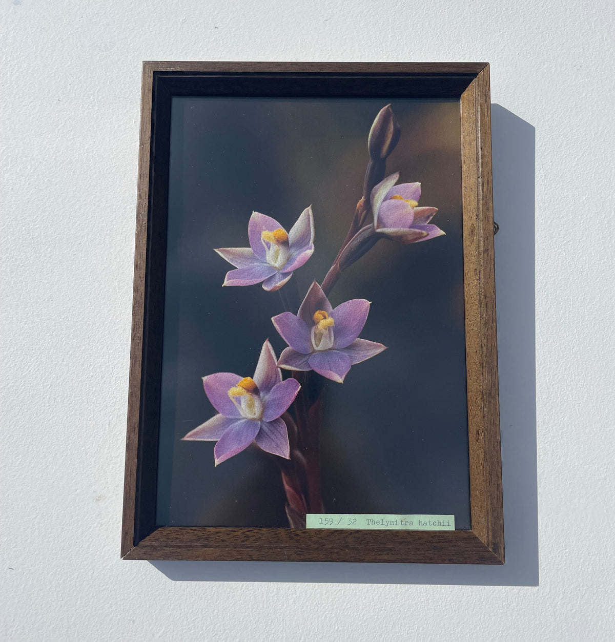 NZ Native Orchid Framed Fine Art Photography Print