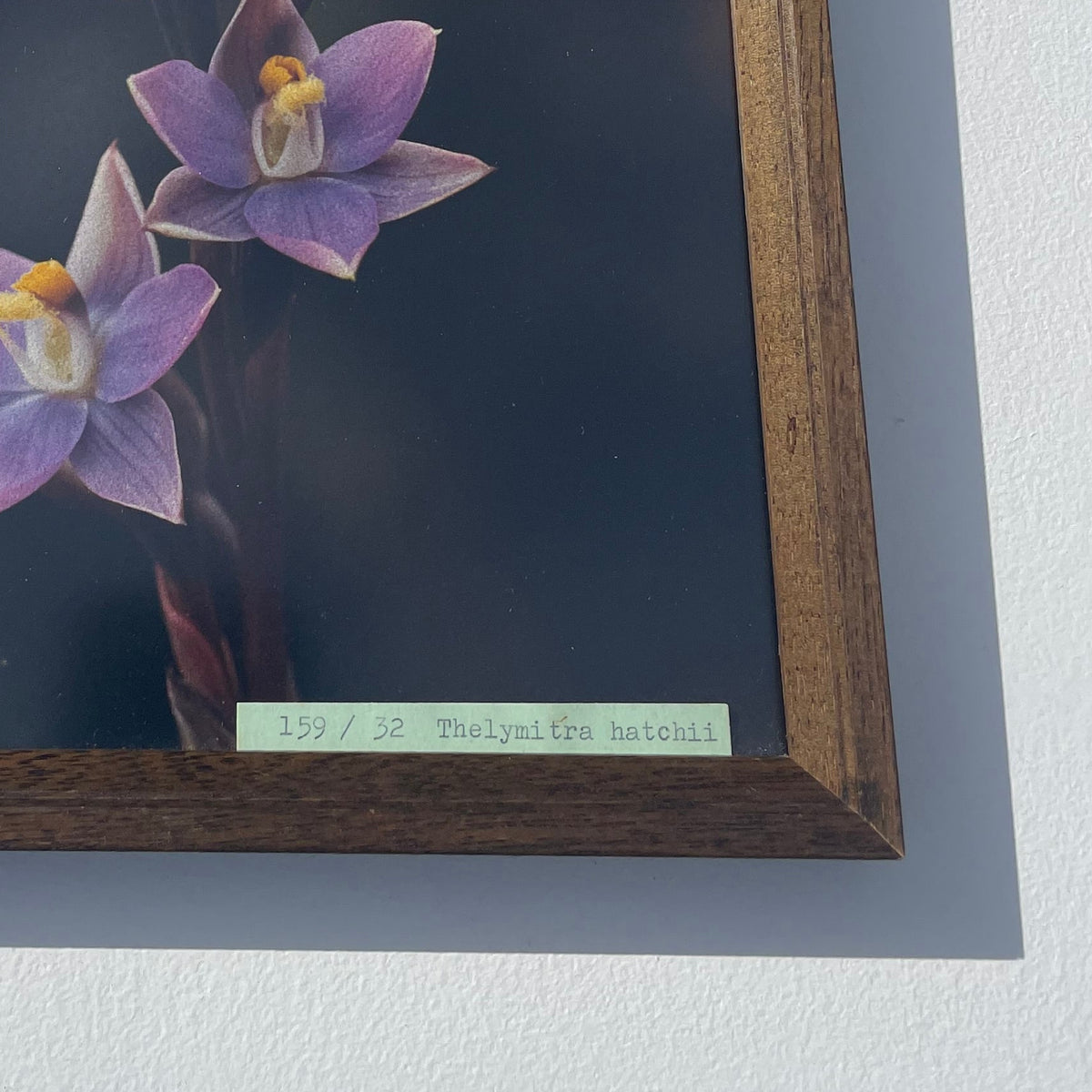 NZ Native Orchid Framed Fine Art Photography Print