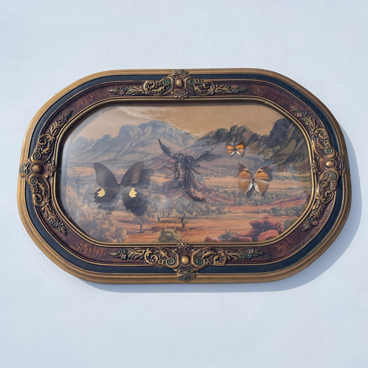 Vintage Framed Butterfly & Scorpian Specimens Diorama