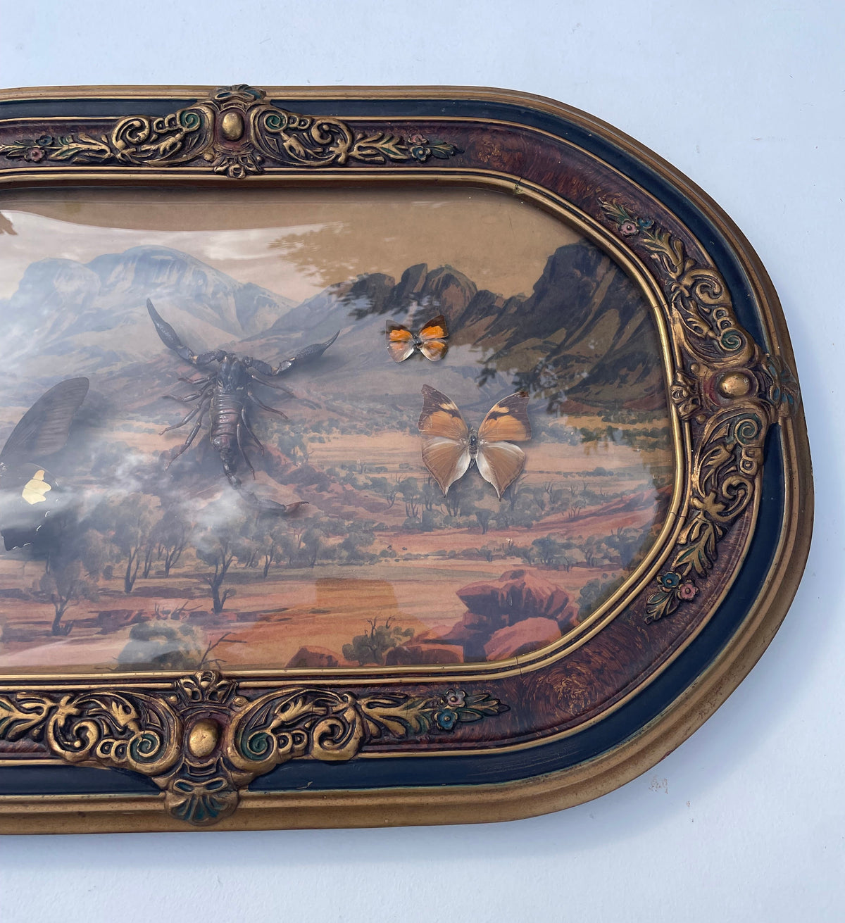 Vintage Framed Butterfly & Scorpian Specimens Diorama