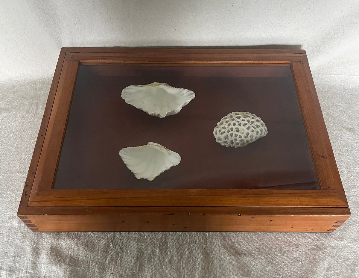 Vintage Solid New Zealand Kauri Display Case – Sliding Glass Shadow Box - Empty