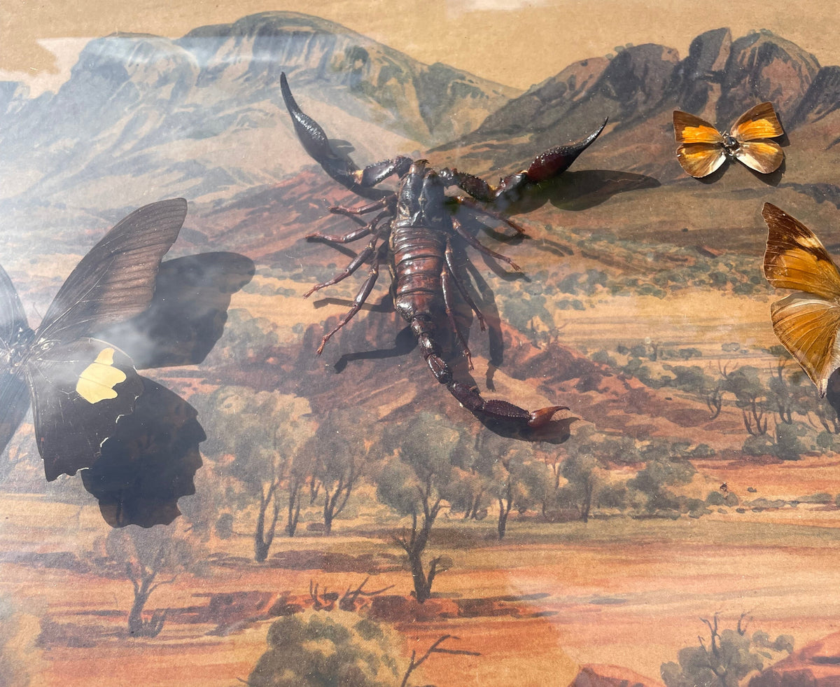 Vintage Framed Butterfly & Scorpian Specimens Diorama