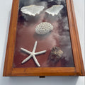 Vintage Solid New Zealand Kauri Display Case – Sliding Glass Shadow Box - Empty