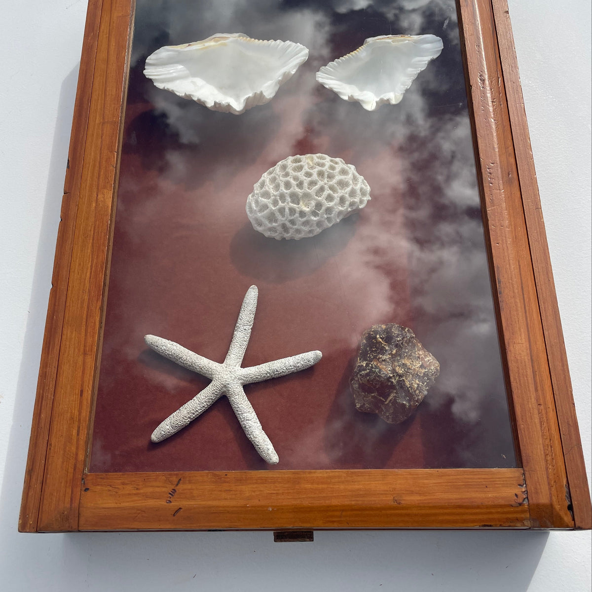 Kauri Display Case - Empty – Fine Specimens Vintage
