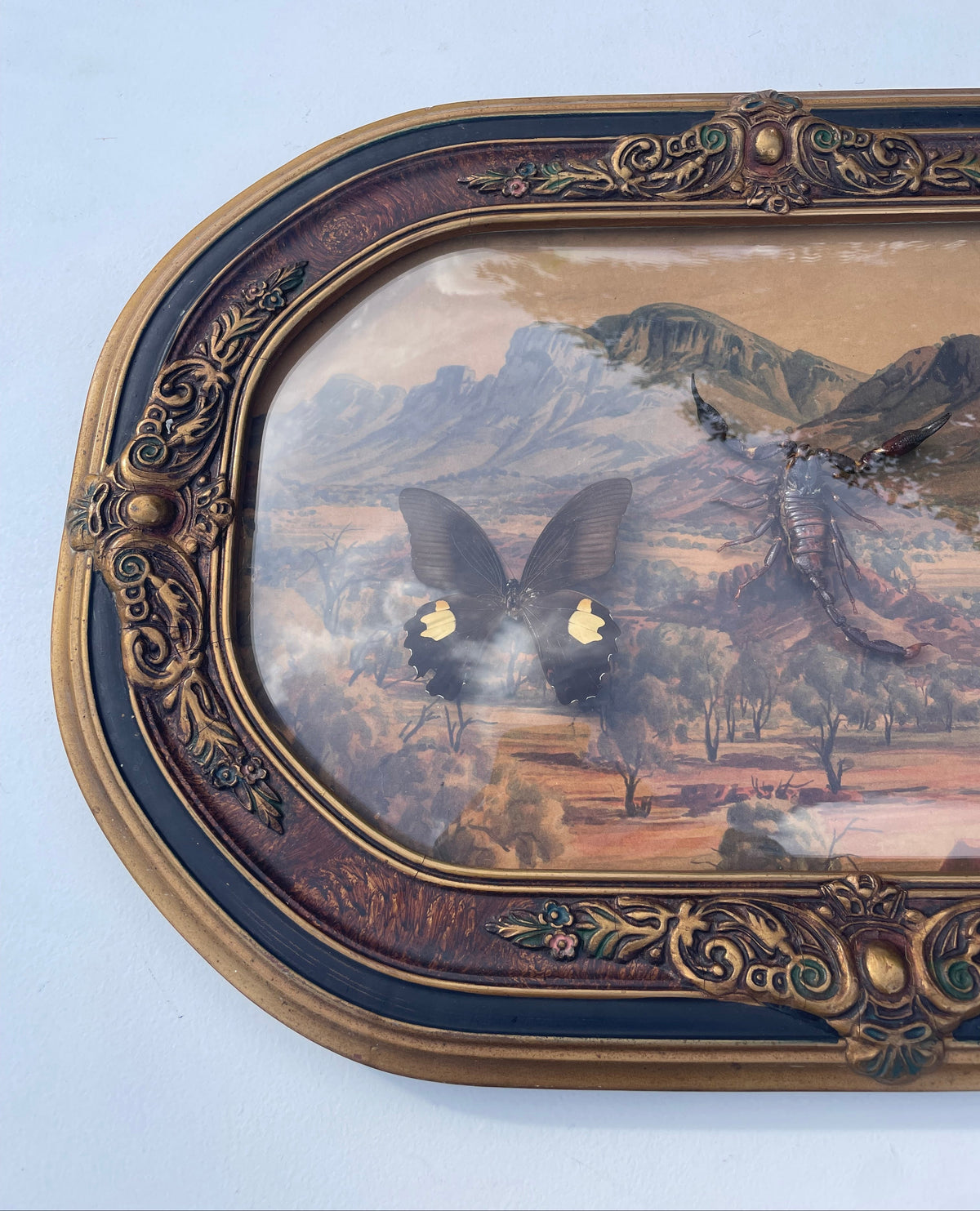 Vintage Framed Butterfly & Scorpian Specimens Diorama